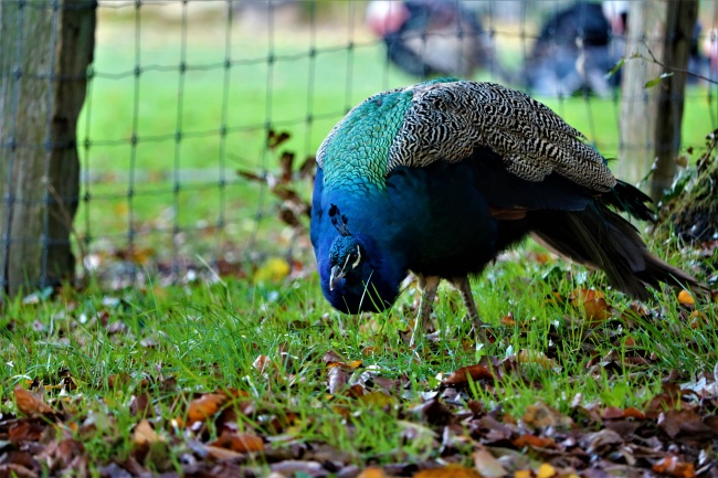 88属龙的大灾之年