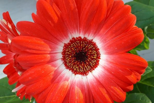 属兔的可以供奉弥勒佛吗