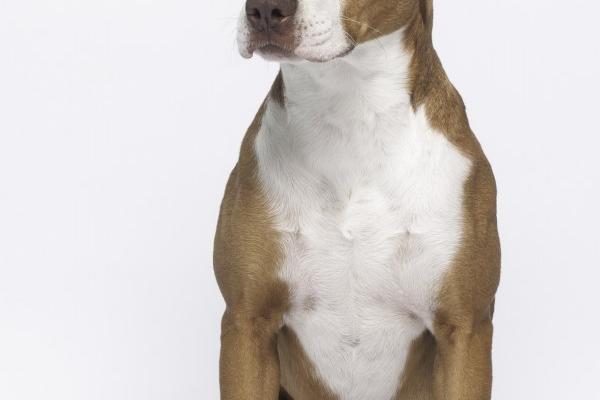 62年虎灾难难逃