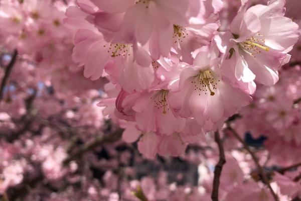 属牛人的软肋是什么