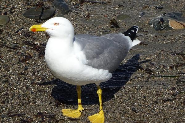 属马人和什么属相做生意最好
