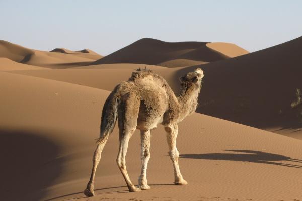 为何蛇年不生孩子