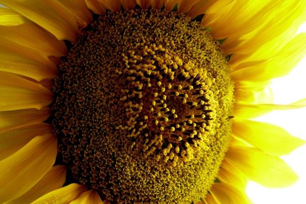 62属虎人的灾难年龄