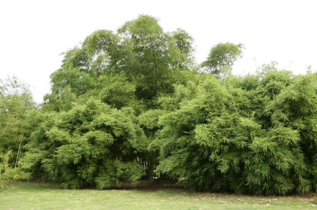 属狗人最大的弱点是什么