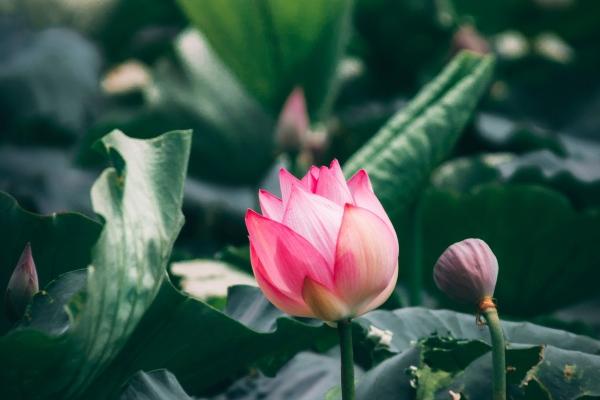 属牛人佩戴什么化解破太岁