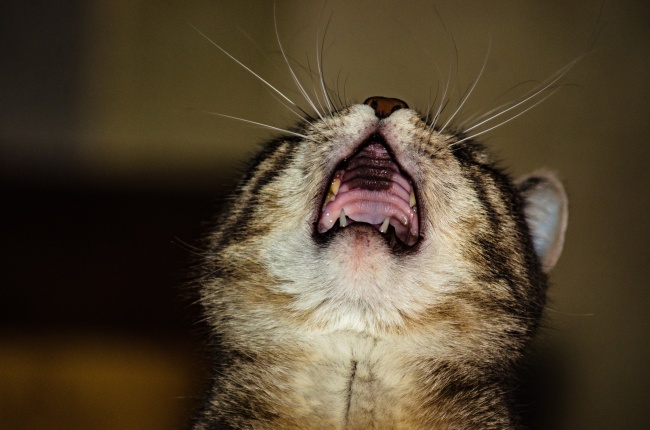 93年属鸡女的正缘在哪年出现