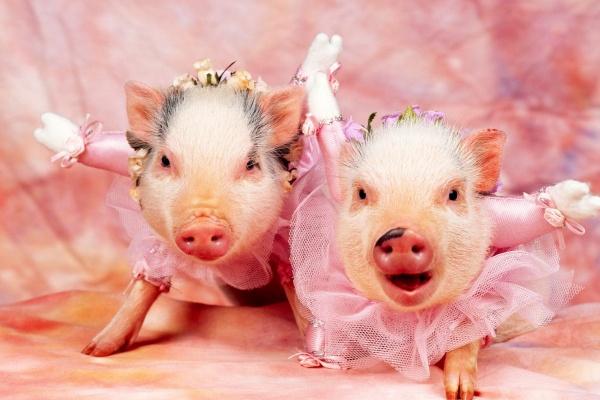 女虎可以要个蛇宝宝吗