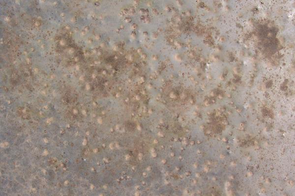 2025蛇年十二生肖运势详解