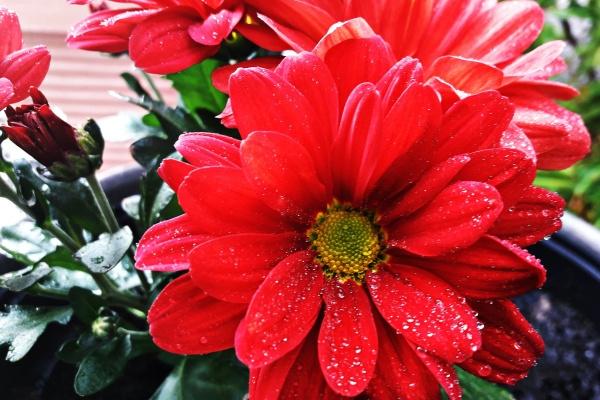 属猪出生不好六个日子