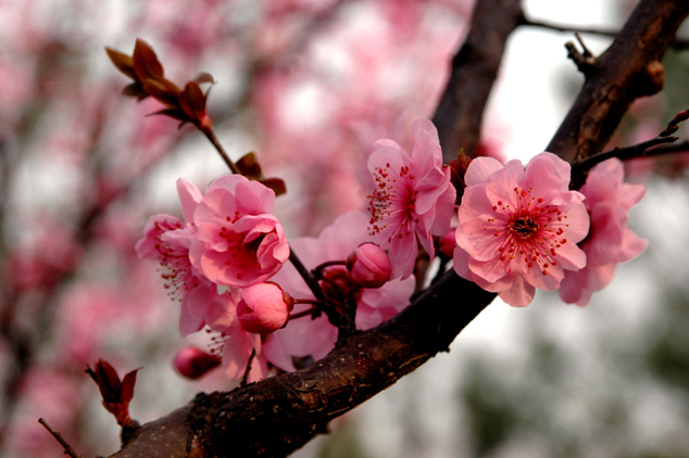 2025属虎人运势如何，2025属虎的人运势怎么样呢