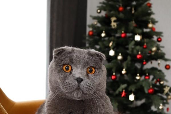 1981年鸡一生的命运如何呢