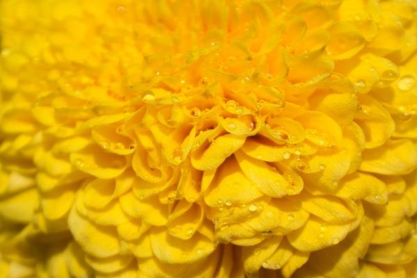 什么生肖克猪最厉害