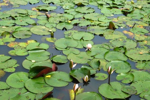 属猪的不能戴三样东西