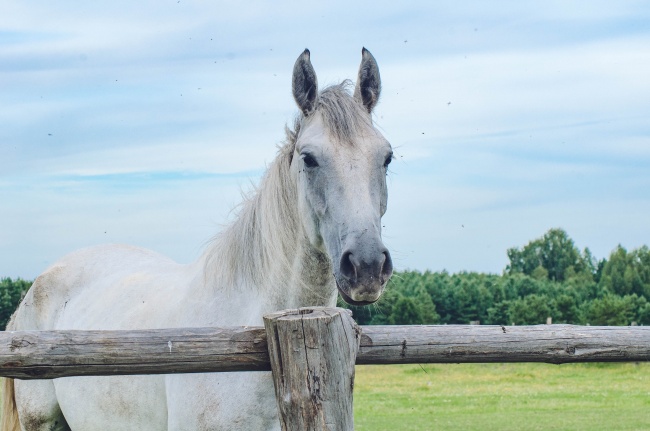 属羊人哪一年要躲春