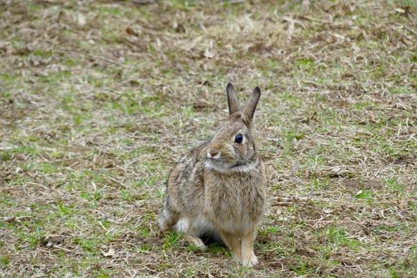 60年属鼠人宜用的颜色