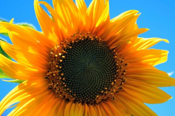 79年羊进入九紫离火