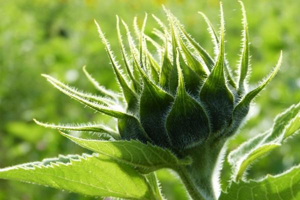 70年属狗人未来十年运势预测