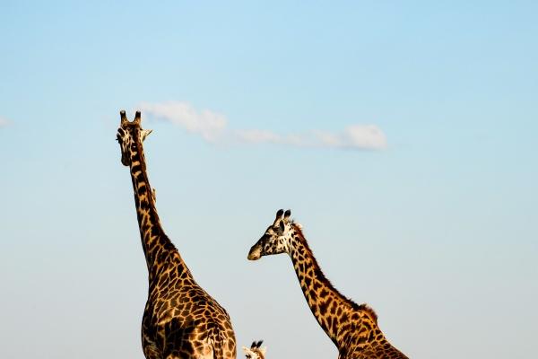 属猪的跟什么属相犯冲