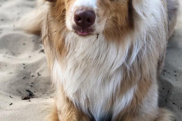 1982年属狗女2025年运势