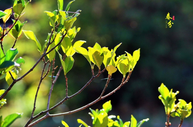 1986年属虎2025年老黄历运势