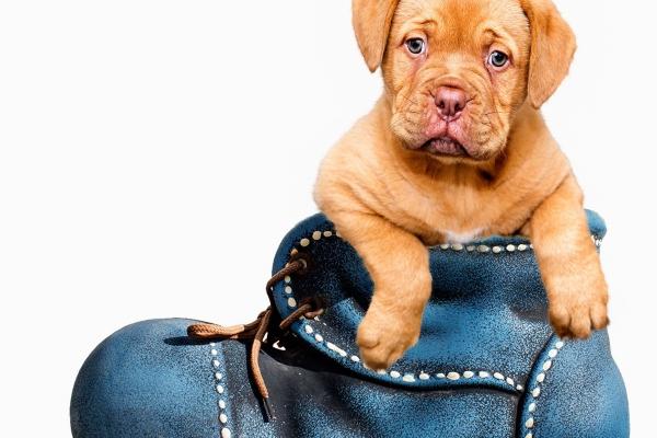 属猪白头偕老的生肖