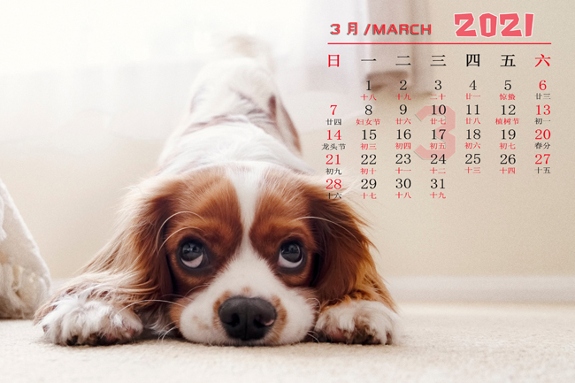 94年属狗人未来十年大运