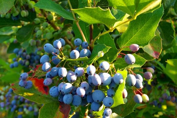 属狗出生不好六个日子