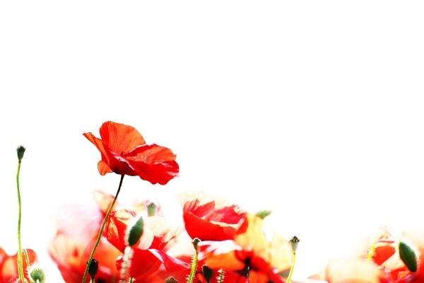 2025属猪的能金榜题名吗