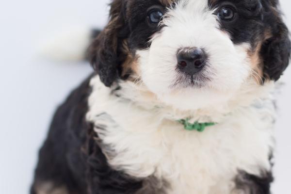 95属猪生个马宝宝好吗