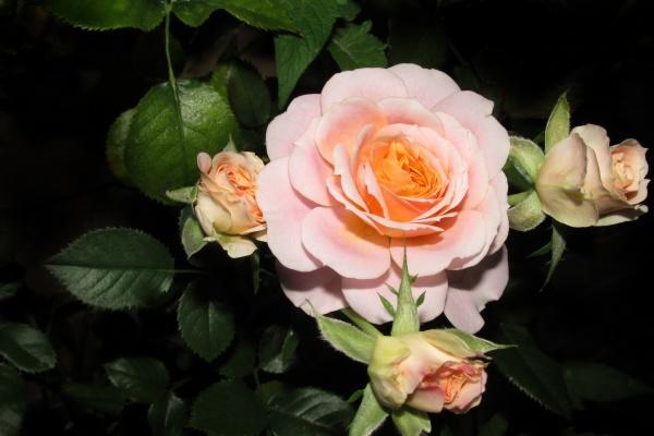 2025属蛇本命年运势