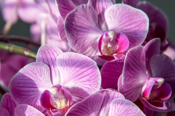 80年属猴的婚姻怎么样，80年属猴女的感情运势如何