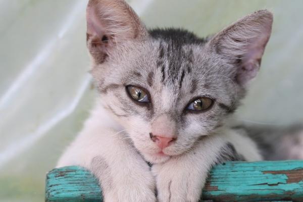 99属兔女人最佳丈夫