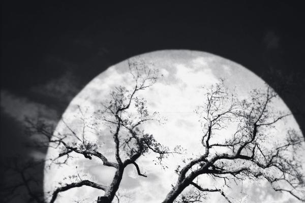 正月初二的鸡命运如何