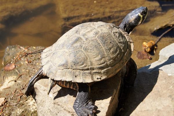 属狗一碰就发财的专业