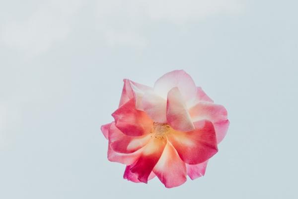 属龙的人2026年运势及运程