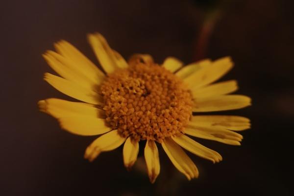 蛇年报恩的孩子几月出生