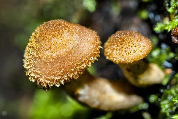 属狗未来十年运势