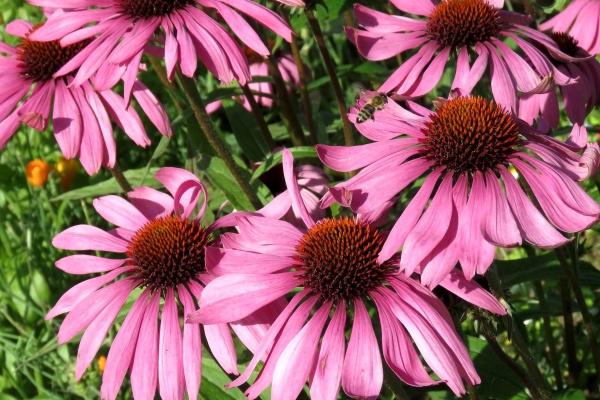 86年女虎二婚会在哪一年