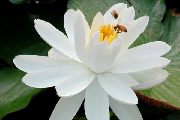 属羊人一生最大克星