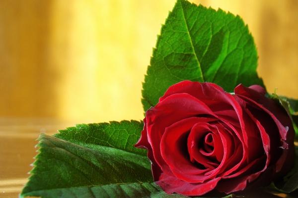 2025生肖属蛇的运程