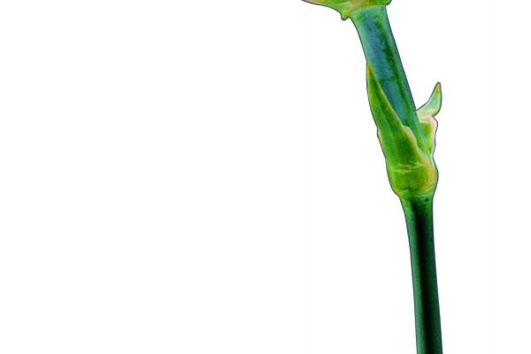 属猪人2025年运气如何