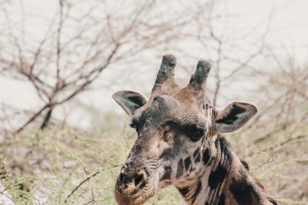 76年龙女婚外情人属相