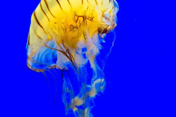 属虎人报复你的表现