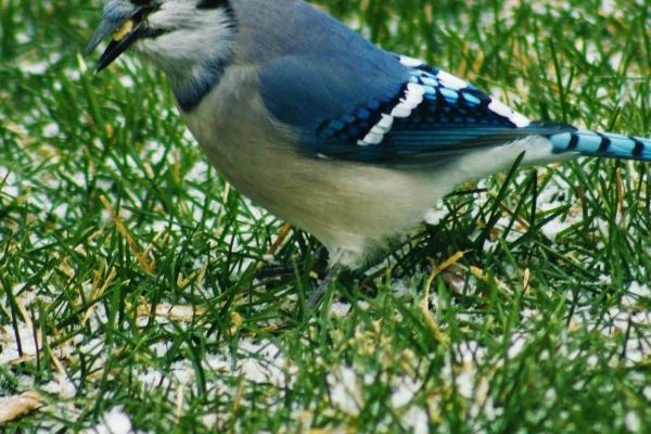 蛇年属猴的运势怎么样2025