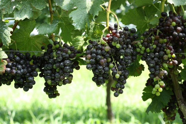 属龙相冲的属相是什么