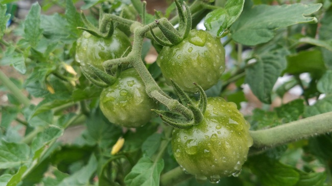 属猴人最大的弱点是什么