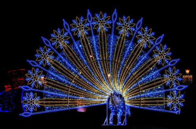 2005年出生属鸡人一生命运