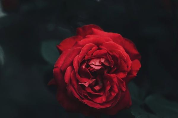 2025属羊人每月运势及运程