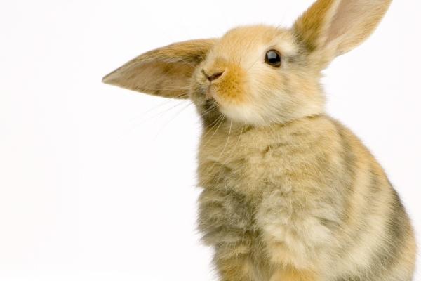 1987年的兔什么时候翻身