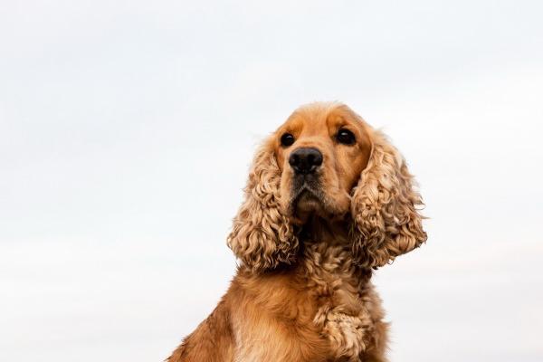 属羊的贵人和小人